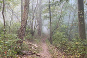 Morning Fog on the Trail