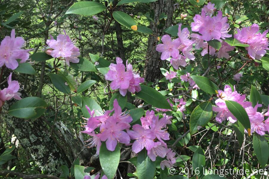 Rhododendron Blossoms
