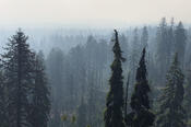 Smoke-Filled Forest