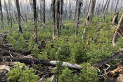 New Pines in a Burn Area