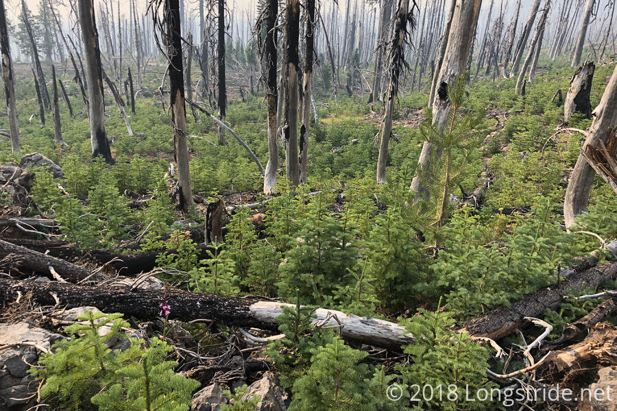 New Pines in a Burn Area