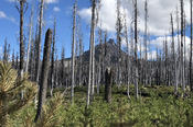 Mount Washington through Burned Trees
