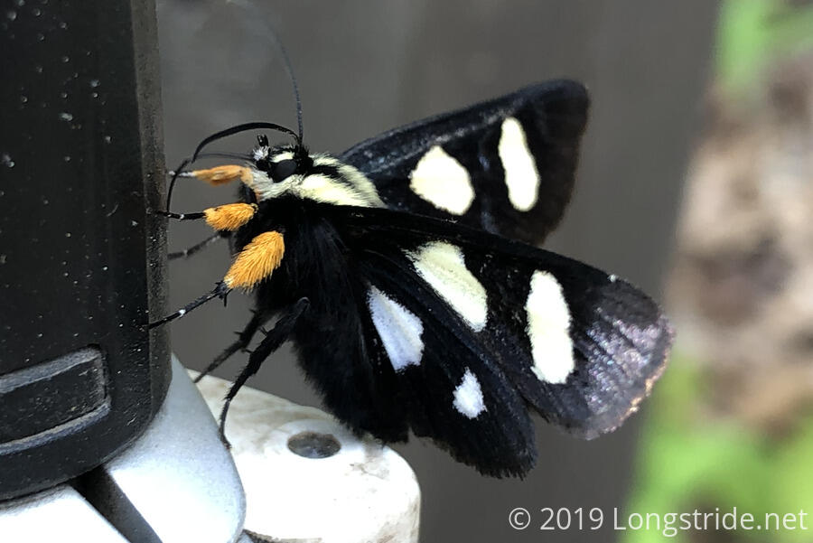 Butterfly on a Trekking Pole