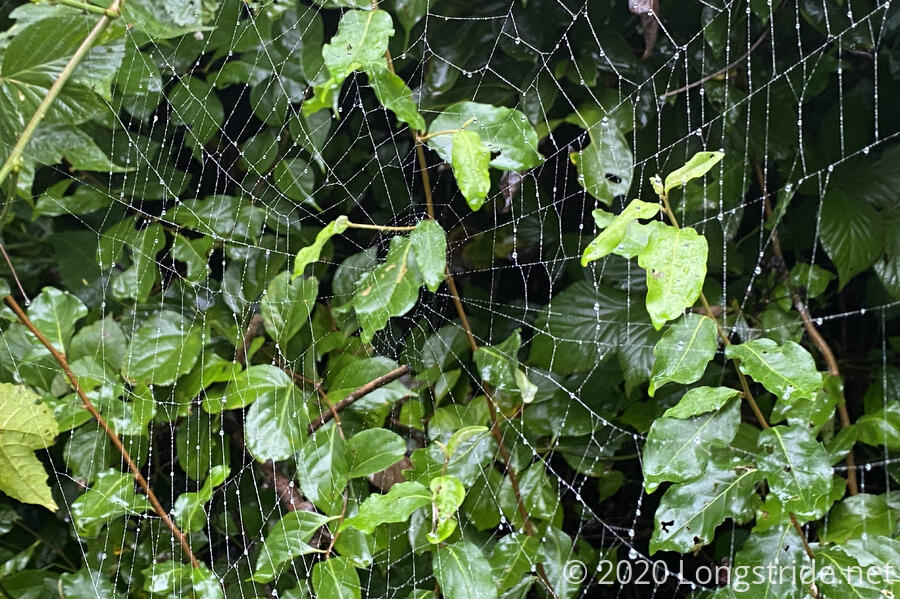 A Wet Spider Web