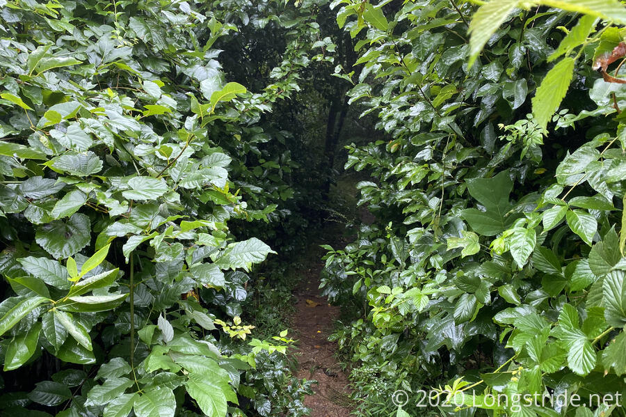 Dark Trail Corridor