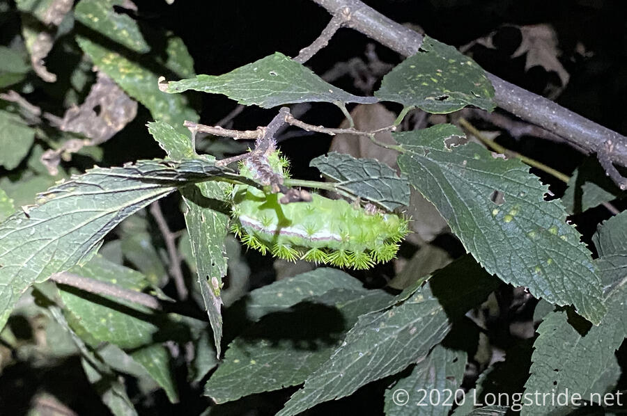 A Caterpillar Naps on a Branch