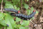 Fuzzy Black, White, and Red Caterpillars