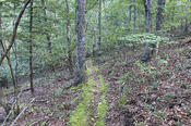 Moss-Lined Trail