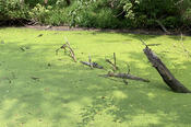 C&O Canal: Filled with Duckweed