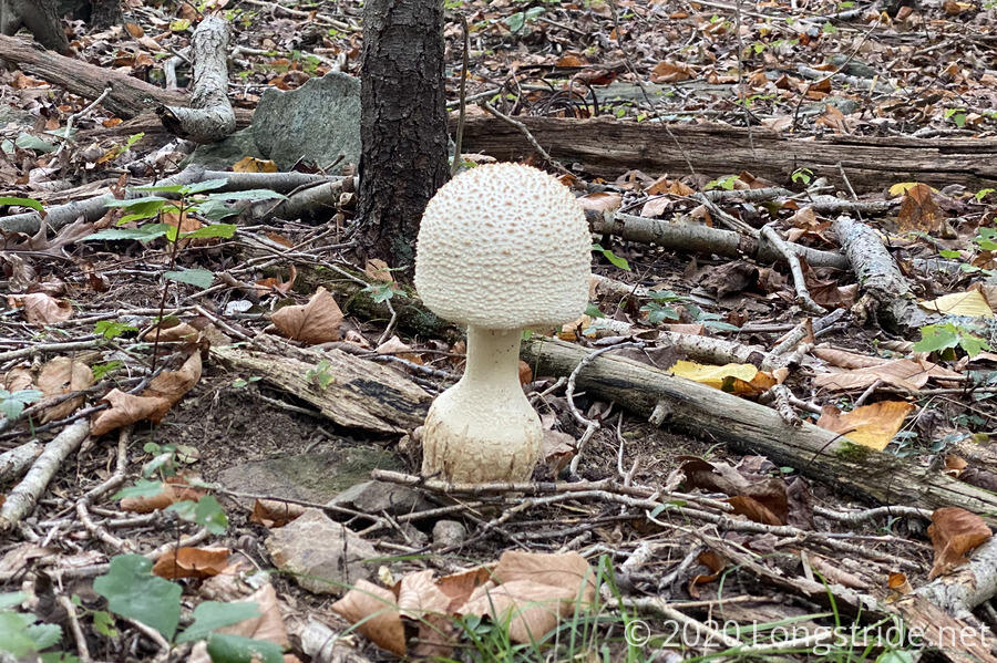 Large Mushroom