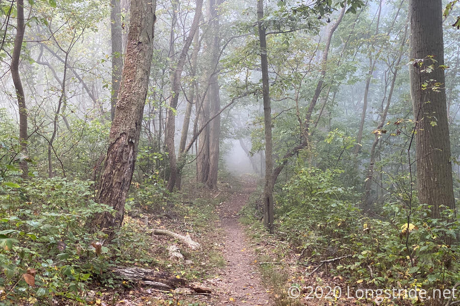 Morning Fog on the Trail