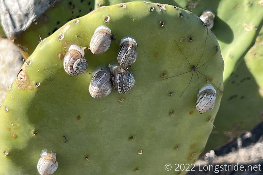 Snails on a Prickly Pear