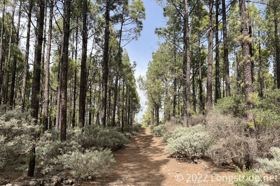 A Pine-Lined Trail