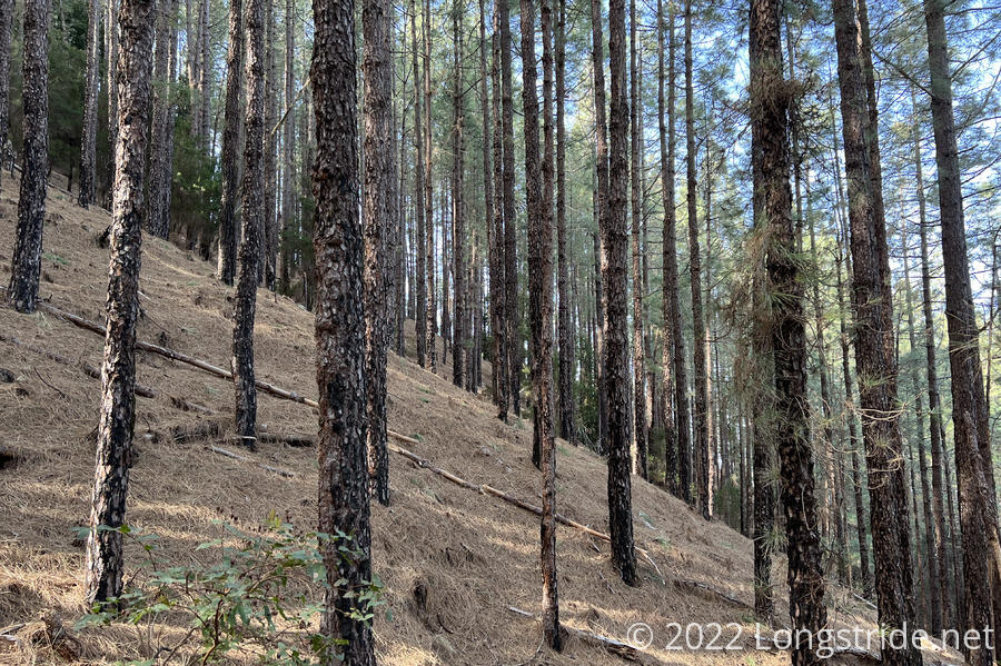 Steep Pine Forest