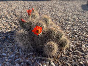 A Flowering Cactus