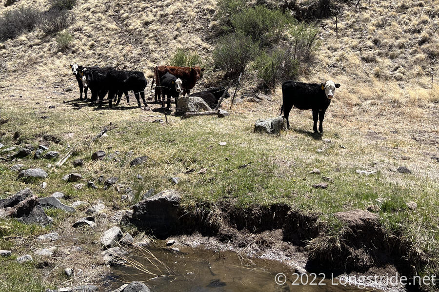 Cows at their Watering Hole