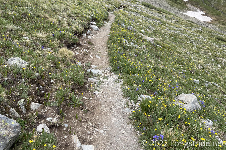 The Trail Lined With Flowers