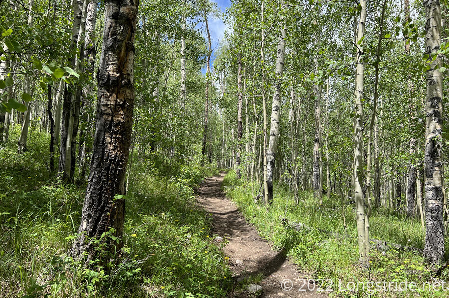 Forest Trail on Mount Elbert
