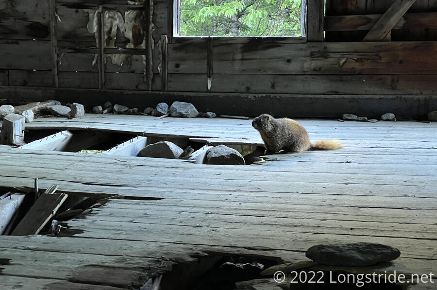 A Marmot in an Abandoned House
