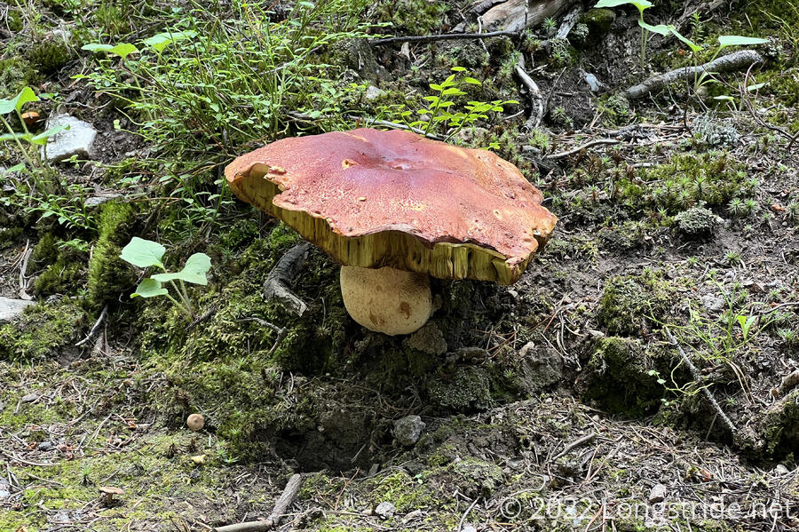 A Large Mushroom