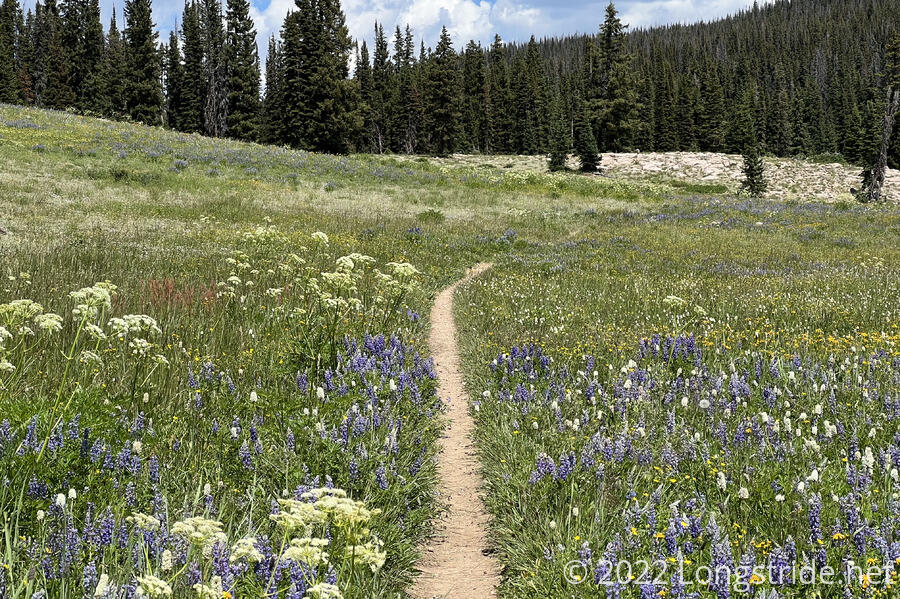 Wildflower-Lined Trail