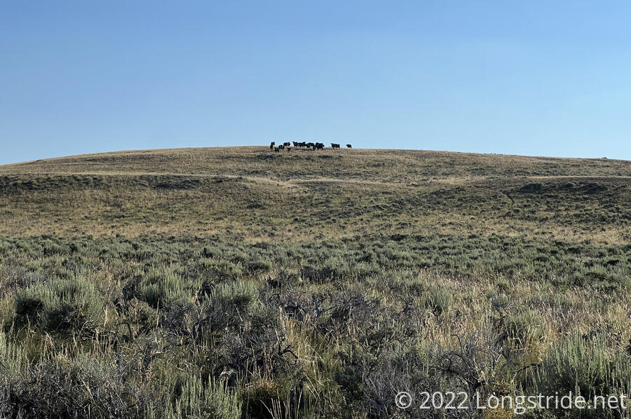 Cows on a Ridge