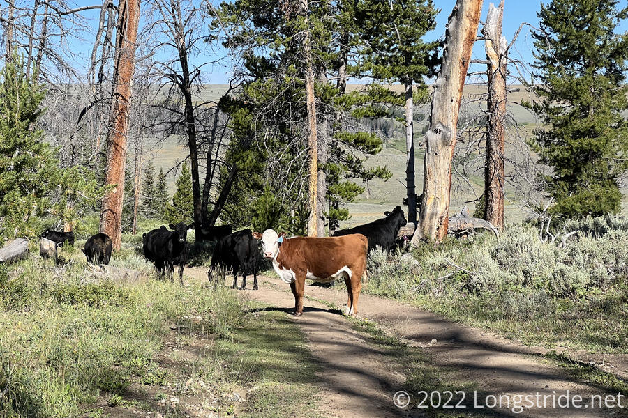 Cows Blocking the Trail