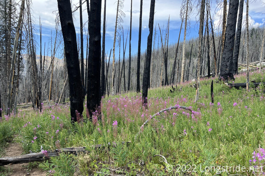 Wildflowers in a Burnt Forest