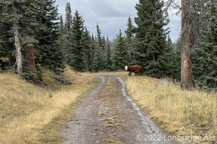 Two Cows in the Forest