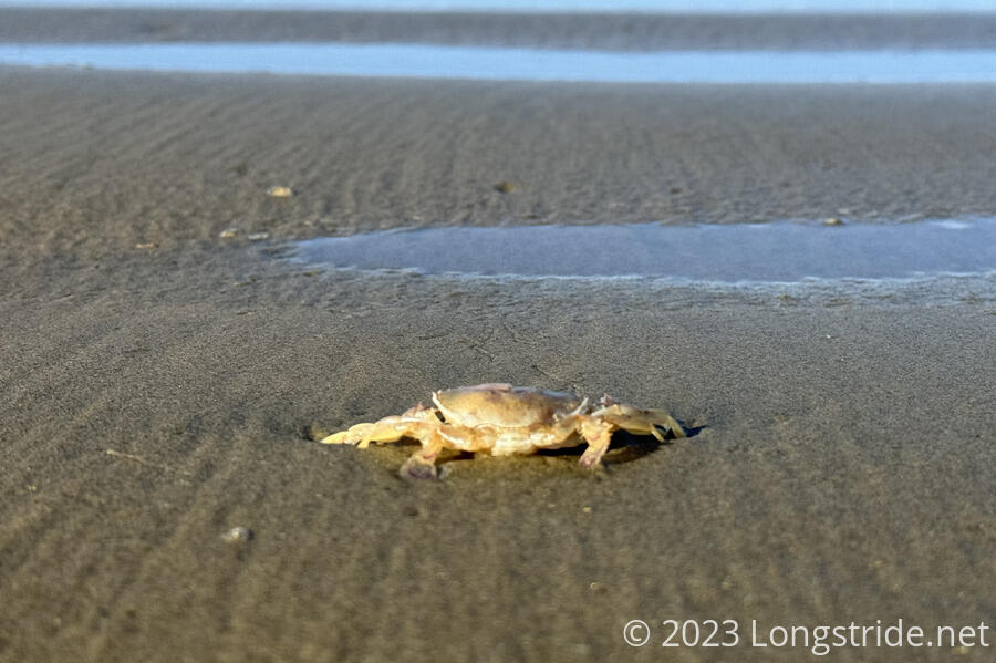 A Crab Waits for Its Next Meal