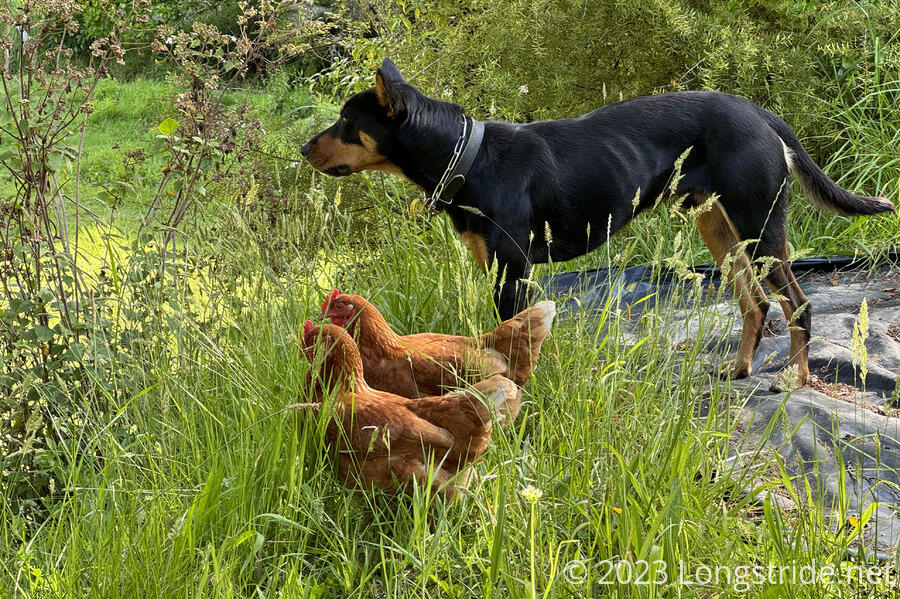 Dog and Chickens Investigate a Sound