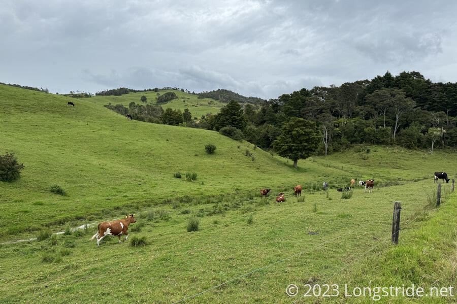 Cows in the Hills