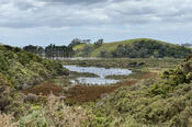 Wetlands Near the Horahora River