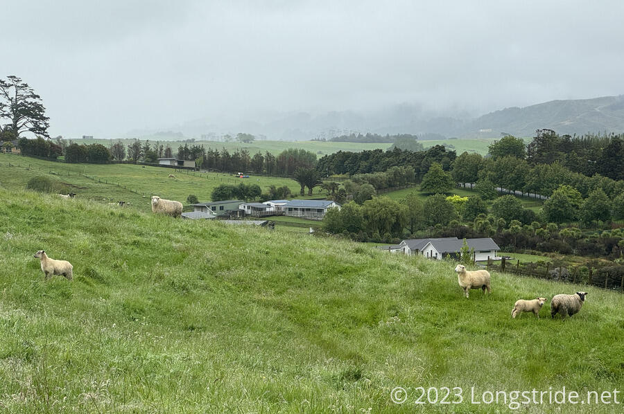 Sheep Graze in a Pasture