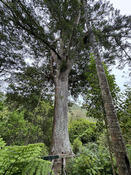 1000 Year Old Kauri Tree