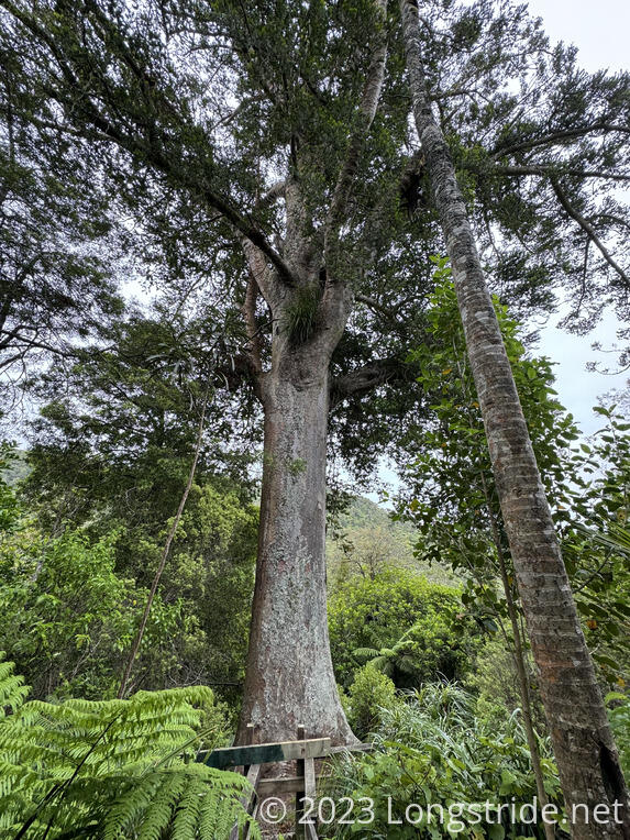1000 Year Old Kauri Tree