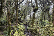 Forest on the Hihikiwi Track