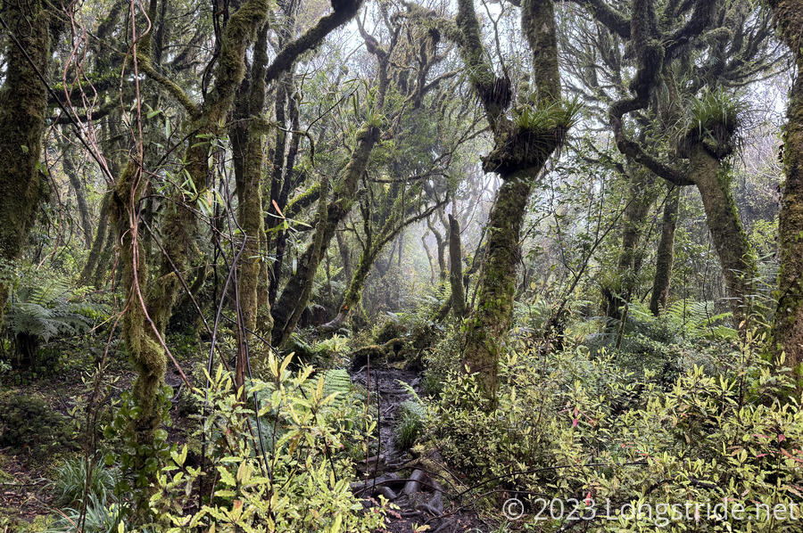Forest on the Hihikiwi Track
