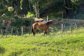 Guard Horse