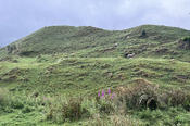 Sheep on a Hillside