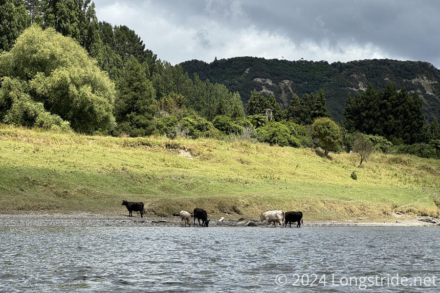 Cows Drinking From The River