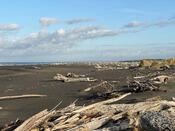 Driftwood on Turakina Beach