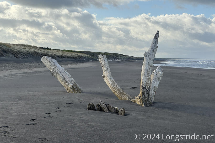Driftwood Embedded in the Sand