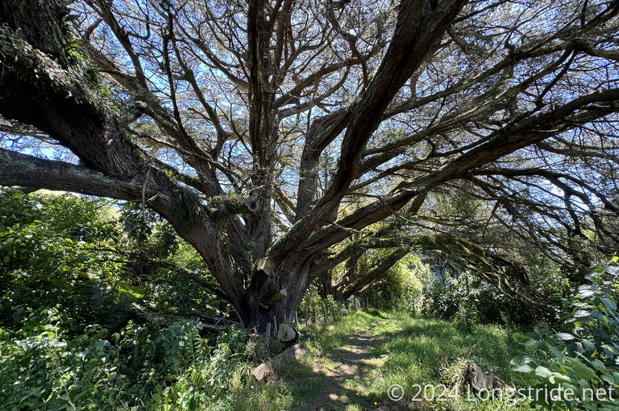 A Large Tree on the Trail