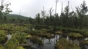 Pond on the Austin Brook Trail