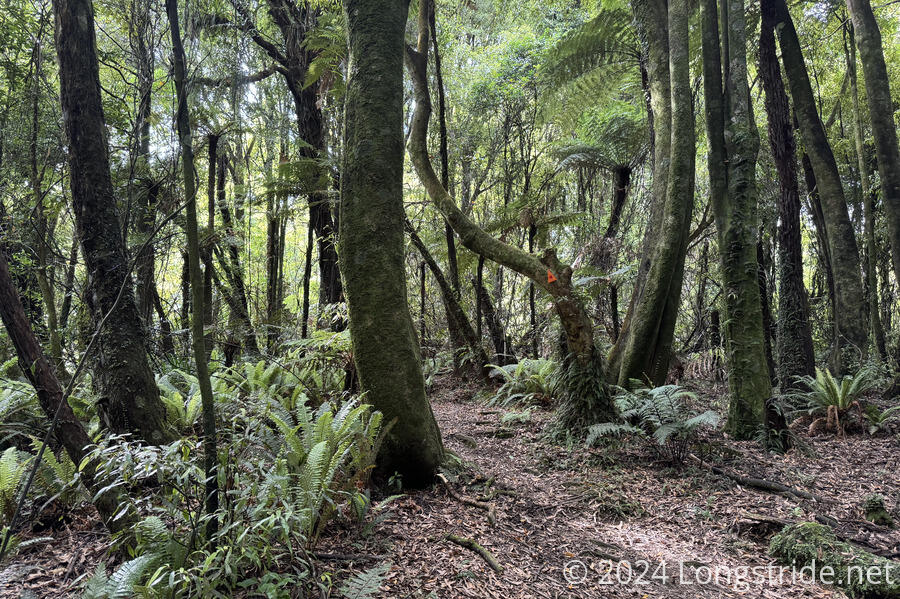 Tararua Forest