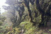 Forest on the Main Ridge