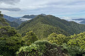 Ridge Leaving Dracophyllum