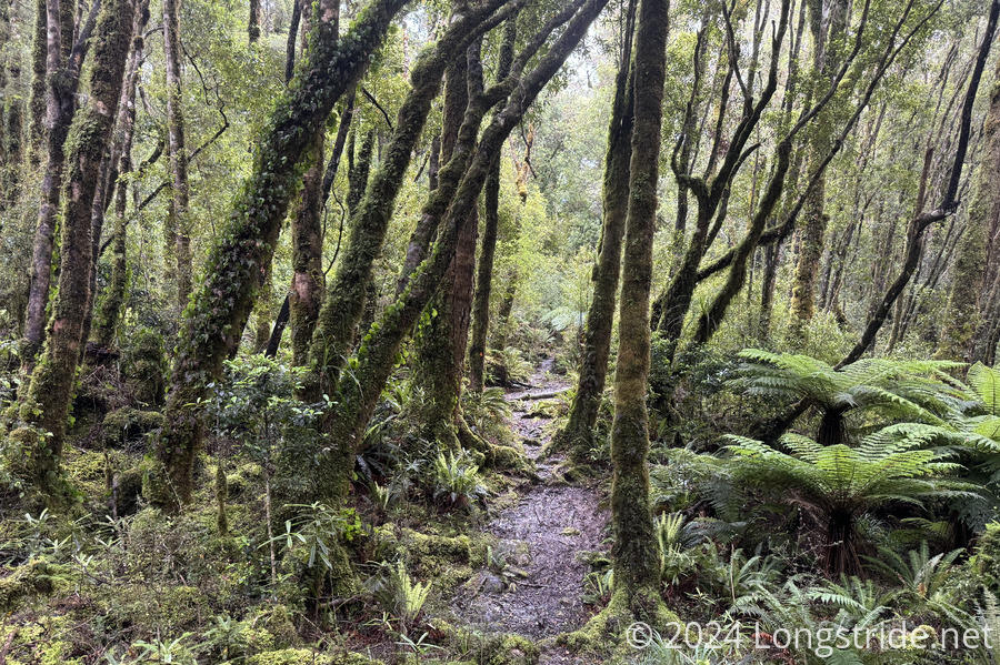 Trail Through the Tararua Forest
