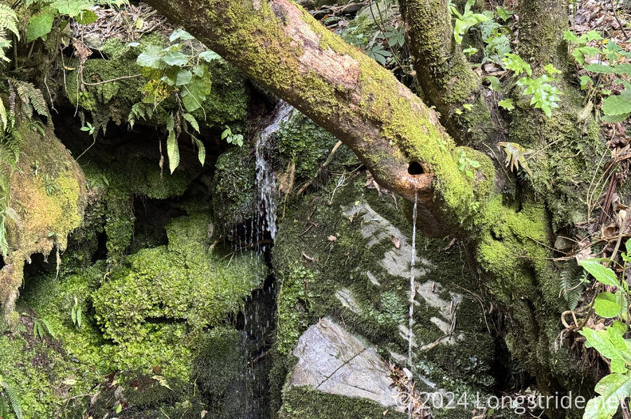Waterfall Through a Tree